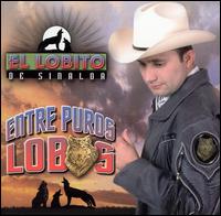 El Lobito de Sinaloa - Entre Puros Lobos lyrics