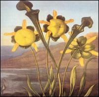 Martin Archer - English Commonflowers lyrics