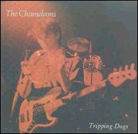 The Chameleons UK - Tripping Dogs [live] lyrics