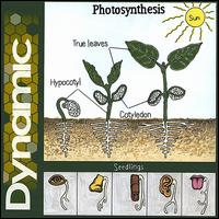 Dynamic - Photosynthesis lyrics