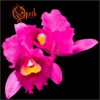 Opeth - Orchid lyrics